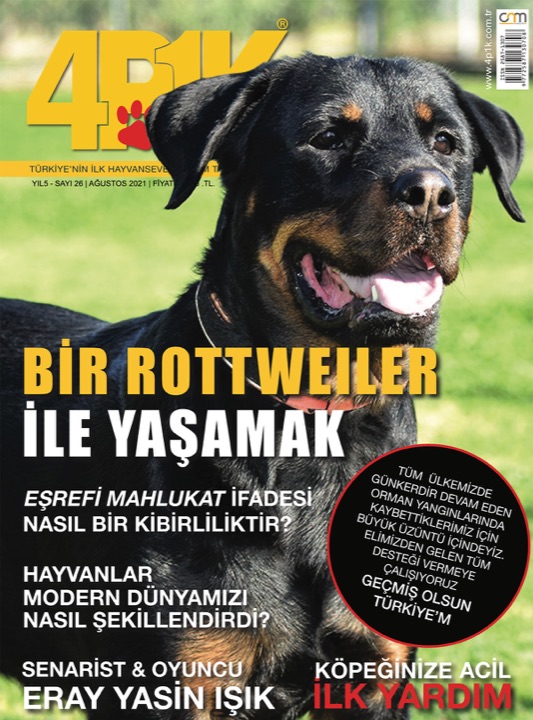 4P1K Sayı 26