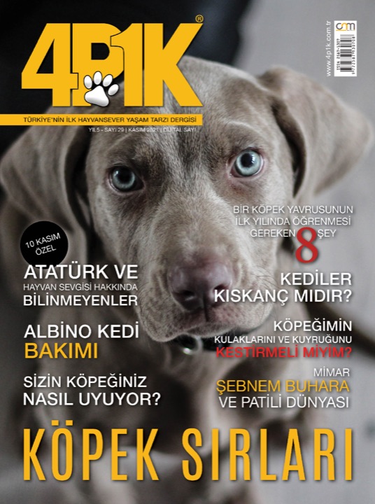 4P1K Sayı 29