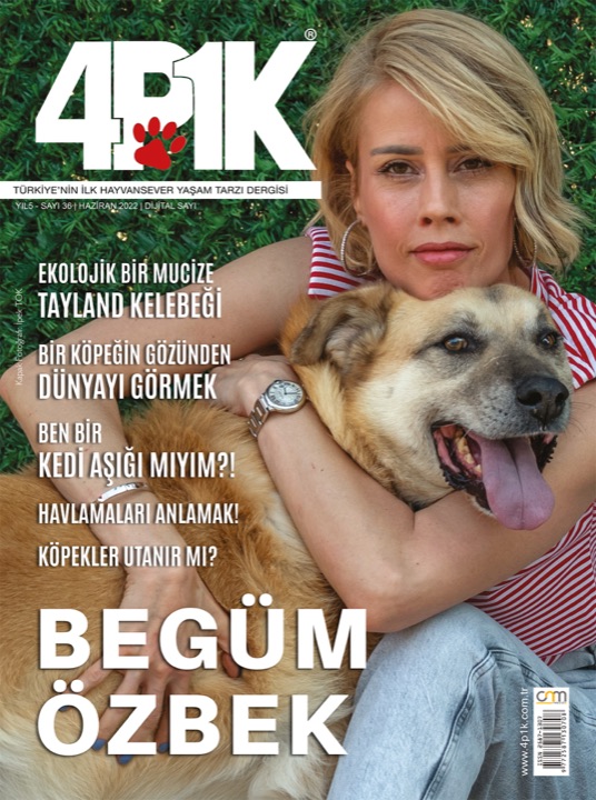 4P1K Sayı 36