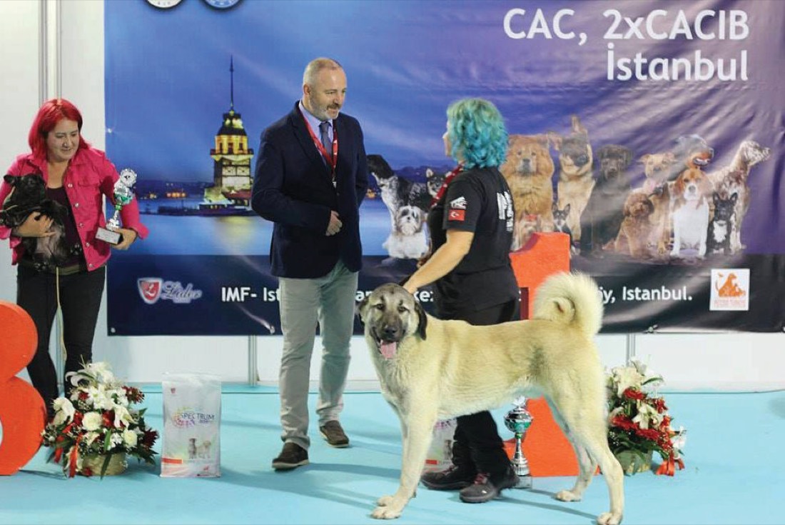 Ümit Özkanal